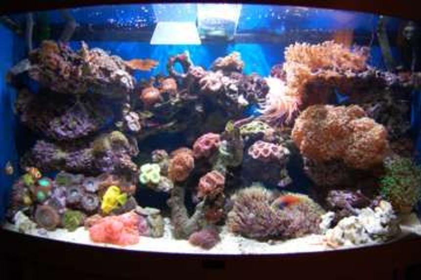 Rated #48: 40 Gallons Reef Tank - FTS