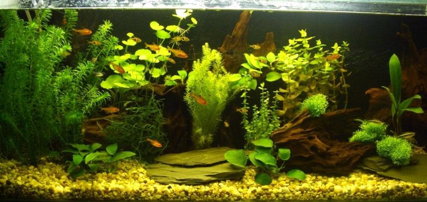 Rated #47: Planted Tank - My new aquarium