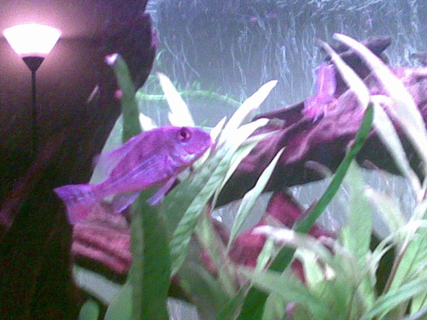 Rated #105: Freshwater Fish - Gymnogeophagus Surinamensis - Surinamen Geophagus Stocking In 45 Gallons Tank - This is my geophagus surinamensis.
excuse the bad quality it was on a phone camera