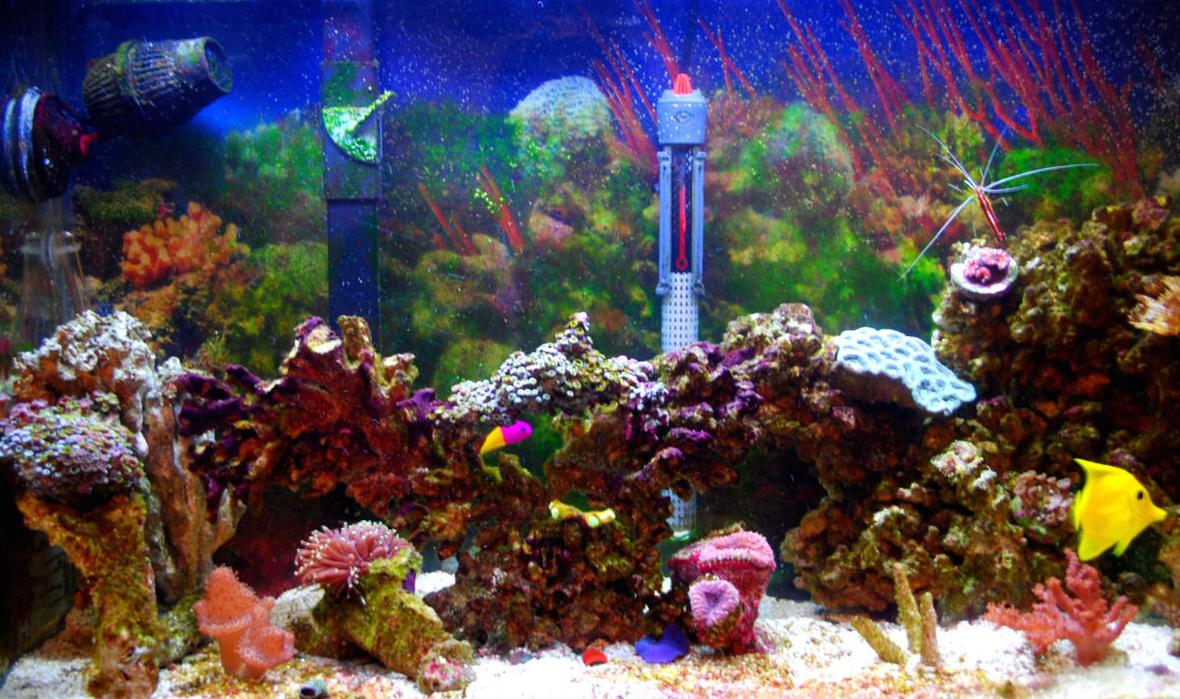 29 gallons reef tank (mostly live coral and fish) - New image shortly, Very old pic.