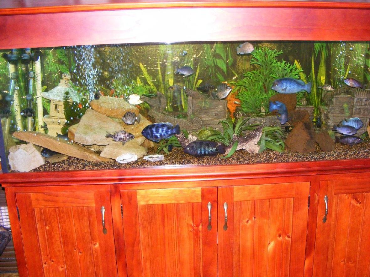 170 gallons freshwater fish tank (mostly fish and non-living decorations) - My cichlid tank. 6x2x2.