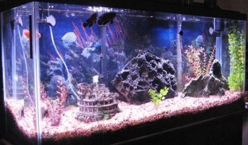 Rated #198: 55 Gallons Freshwater Fish Tank - Tank has undergravel filter with 2 Penguin 550 powerheads.  One on each corner, also with a 60 gallon chemical filter that hangs on the back of the tank.  200 watt stealth heater.