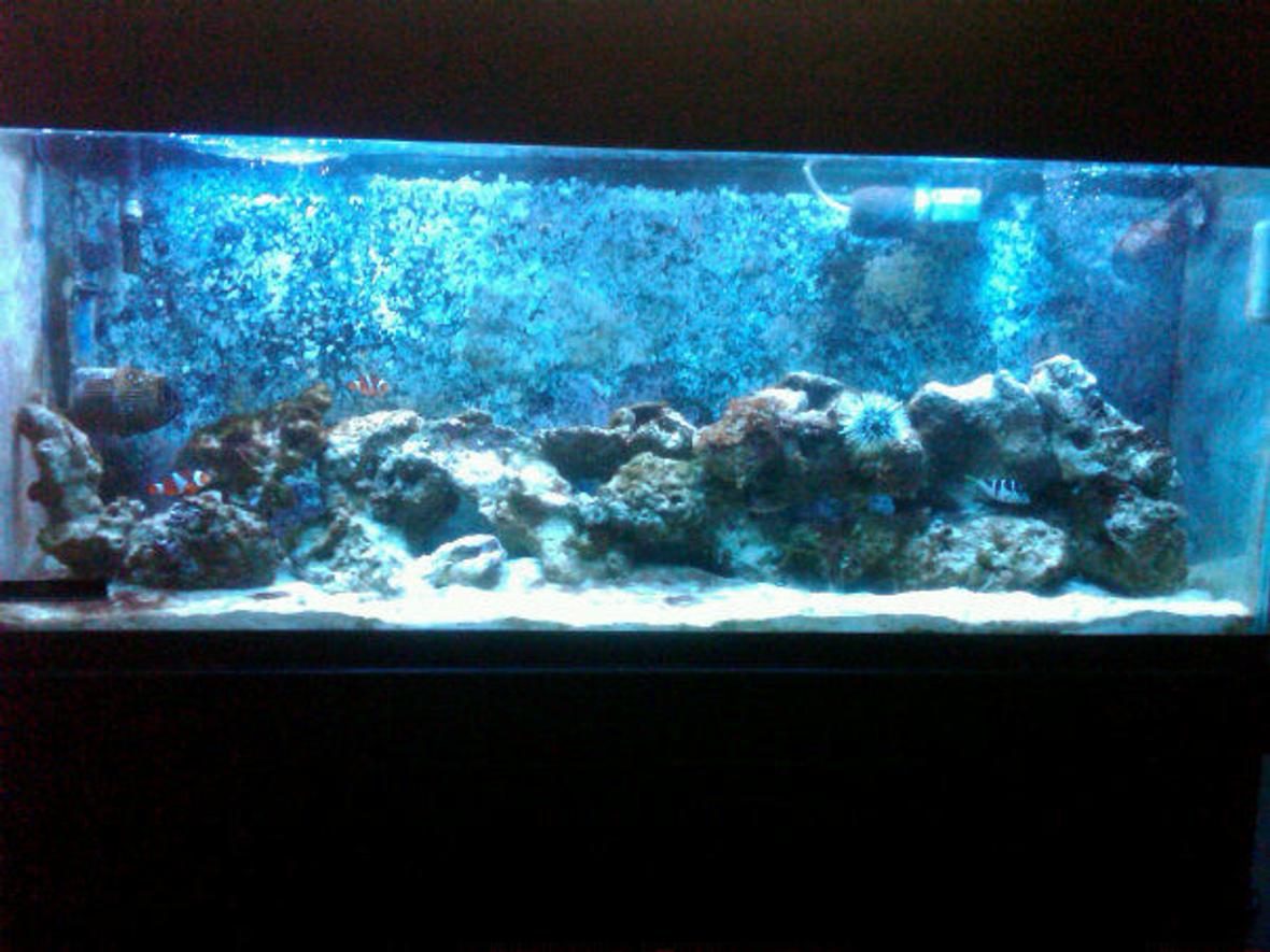 55 gallons reef tank (mostly live coral and fish) - 55 gallon reef tank.