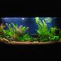 110 gallons planted tank (mostly live plants and fish) - 2 months