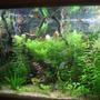 fish tank picture - plants going on