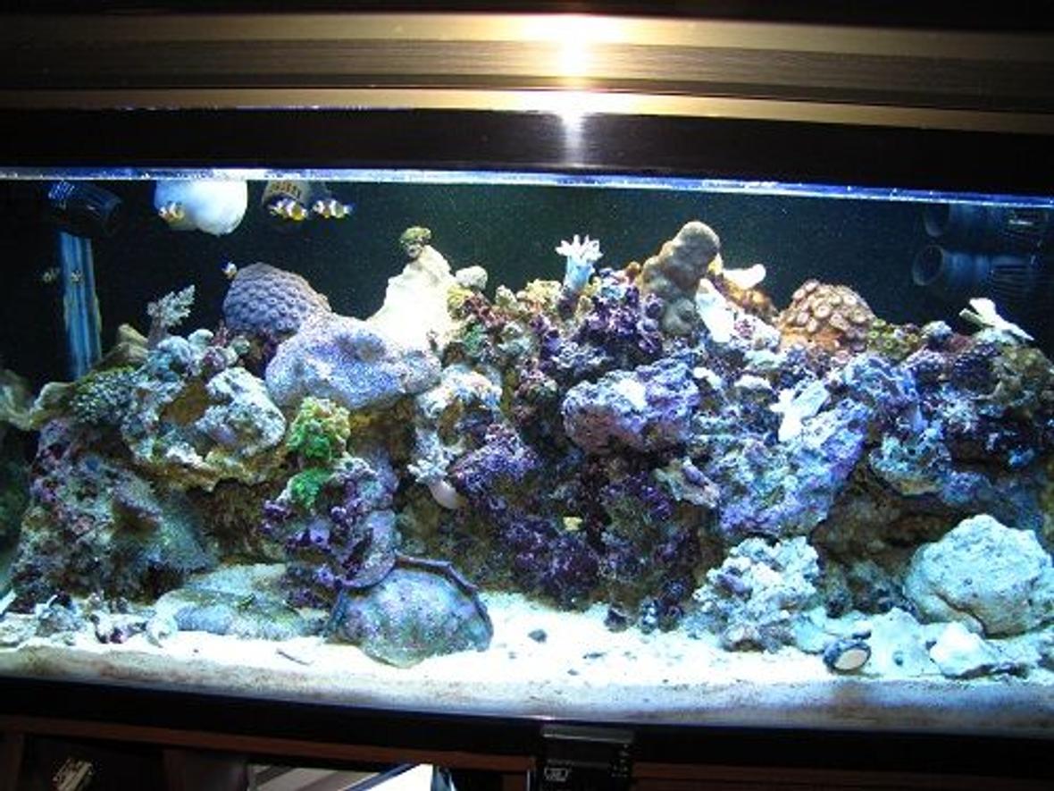 180 gallons reef tank (mostly live coral and fish) - photo took march 14, 2010