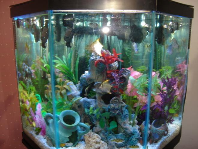 46 gallons freshwater fish tank (mostly fish and non-living decorations) - Brackish Water Fish Aquarium