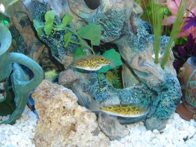 freshwater fish - tetraodon biocellatus - figure 8 puffer stocking in 46 gallons tank - My Figure 8 puffers : )