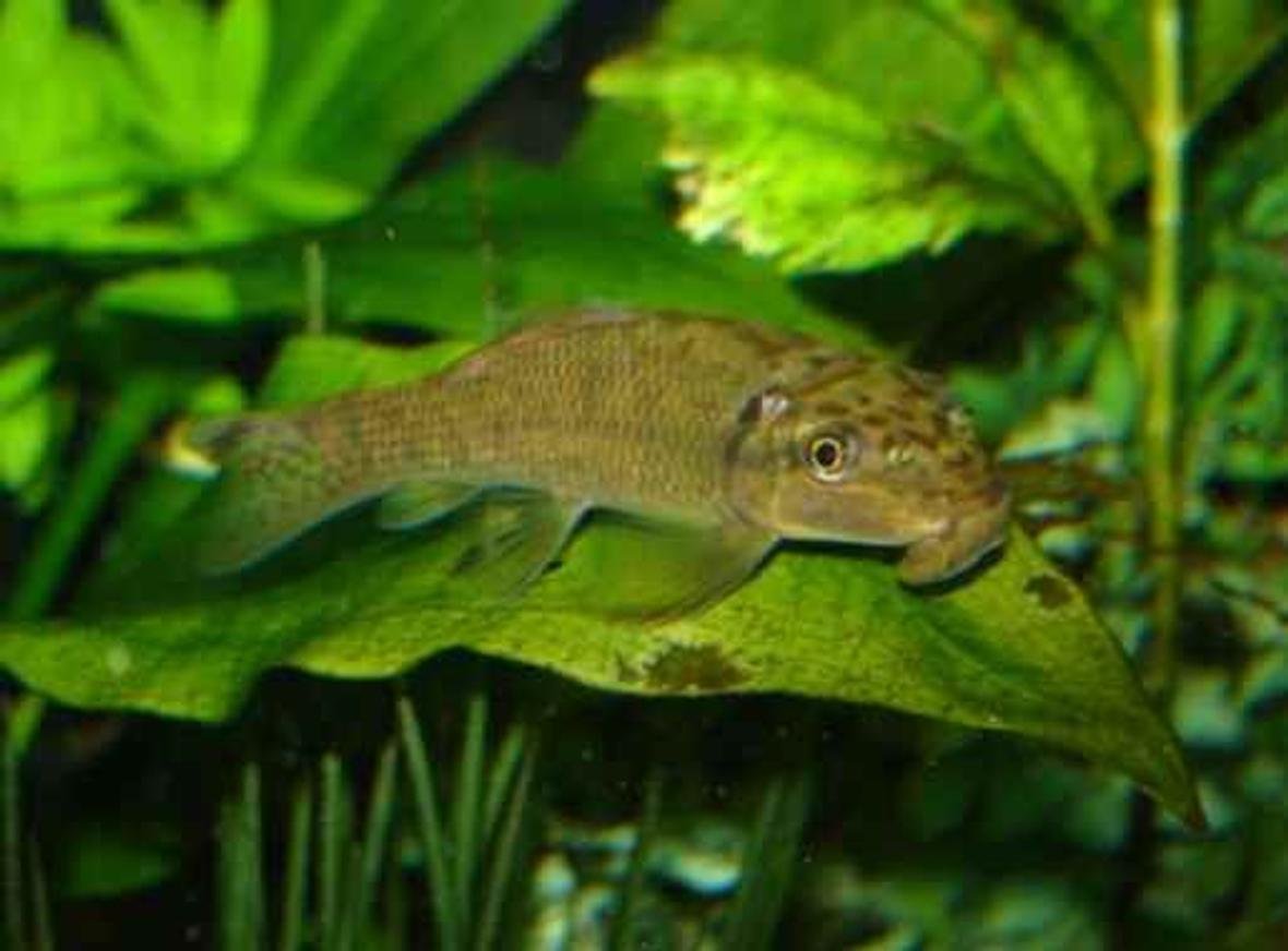 freshwater fish - gyrinocheilos aymonieri - chinese algae eater stocking in 65 gallons tank - Chinese Algae Eater