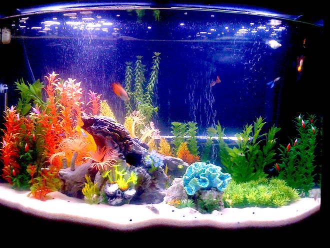 36 gallons freshwater fish tank (mostly fish and non-living decorations) - New 36 Gal Bowfront...