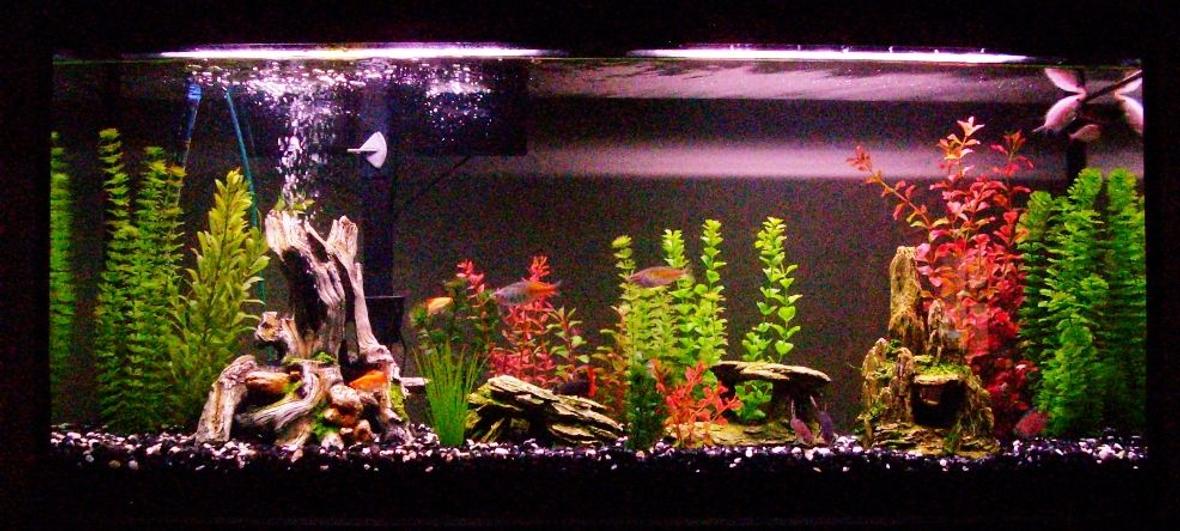 55 gallons freshwater fish tank (mostly fish and non-living decorations)