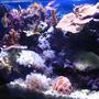 20 gallons reef tank (mostly live coral and fish) - Overall picture