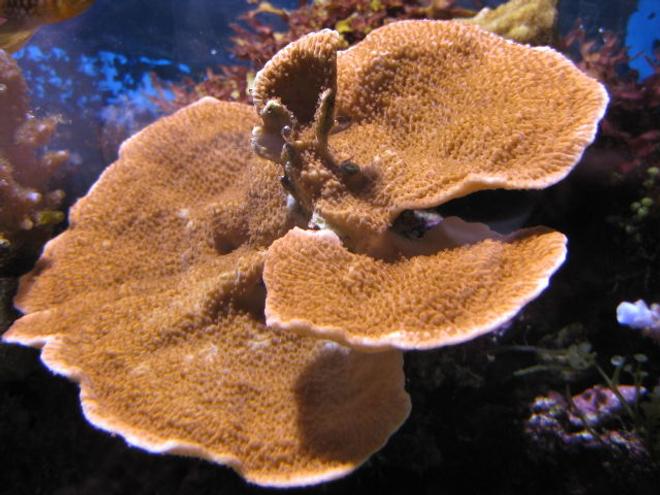 corals inverts - montipora capricornis - montipora capricornis, red/orange stocking in 20 gallons tank - Orange plating Monti