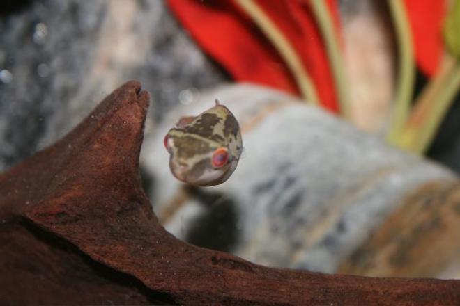 freshwater fish - carinotetraodon lorteti - red eye puffer stocking in 75 gallons tank - red eyed puffer