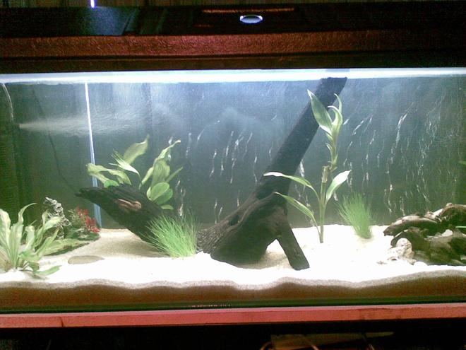 66 gallons planted tank (mostly live plants and fish) - This is my 66 gallon that's still under construction, ^^