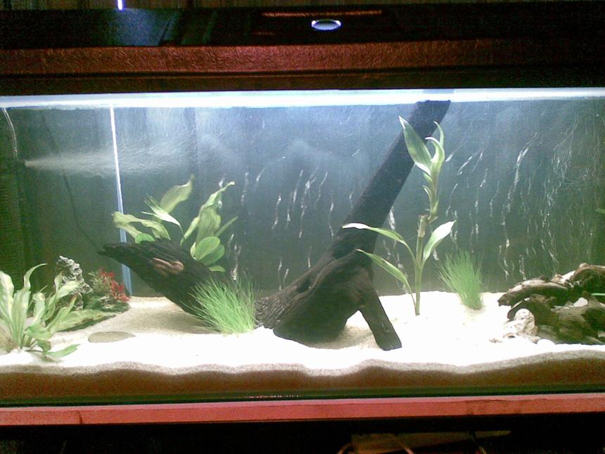 Rated #192: 66 Gallons Planted Tank - This is my 66 gallon that's still under construction, ^^