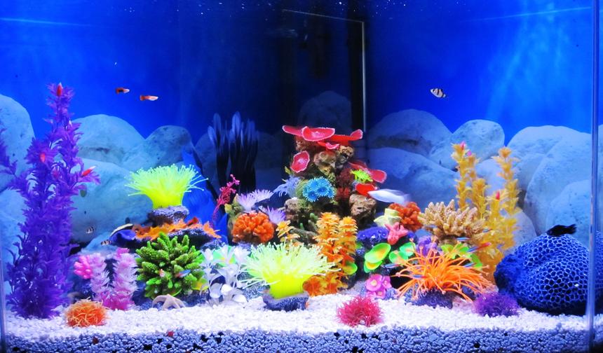 Rated #150: 75 Gallons Freshwater Fish Tank - 80 gallon freshwater pentagon corner tank up and running. Just added 36" flourescent light and hood. Fluval 405 canister filter. Fake coral scene. Added 18" bubble wand with whisper 100... Added LOTS of circulation to my tank. Fish are much happier now.