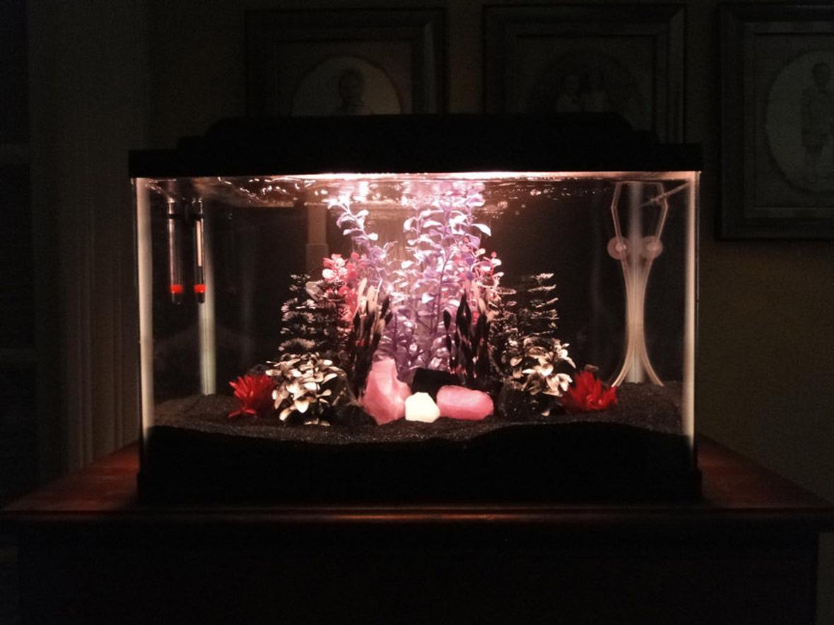 10 gallons freshwater fish tank (mostly fish and non-living decorations) - My 10 gallon ''Goth Bar'' tank - I know it''s kind of different looking, but I hope people enjoy it anyway.