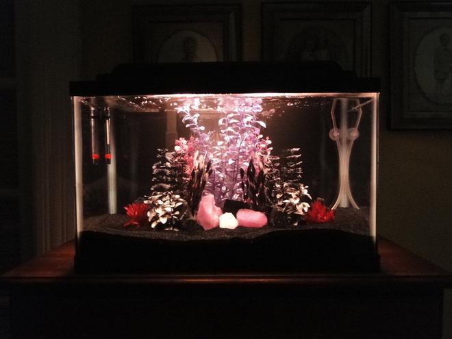10 gallons freshwater fish tank (mostly fish and non-living decorations) - My 10 gallon ''Goth Bar'' tank - I know it''s kind of different looking, but I hope people enjoy it anyway.