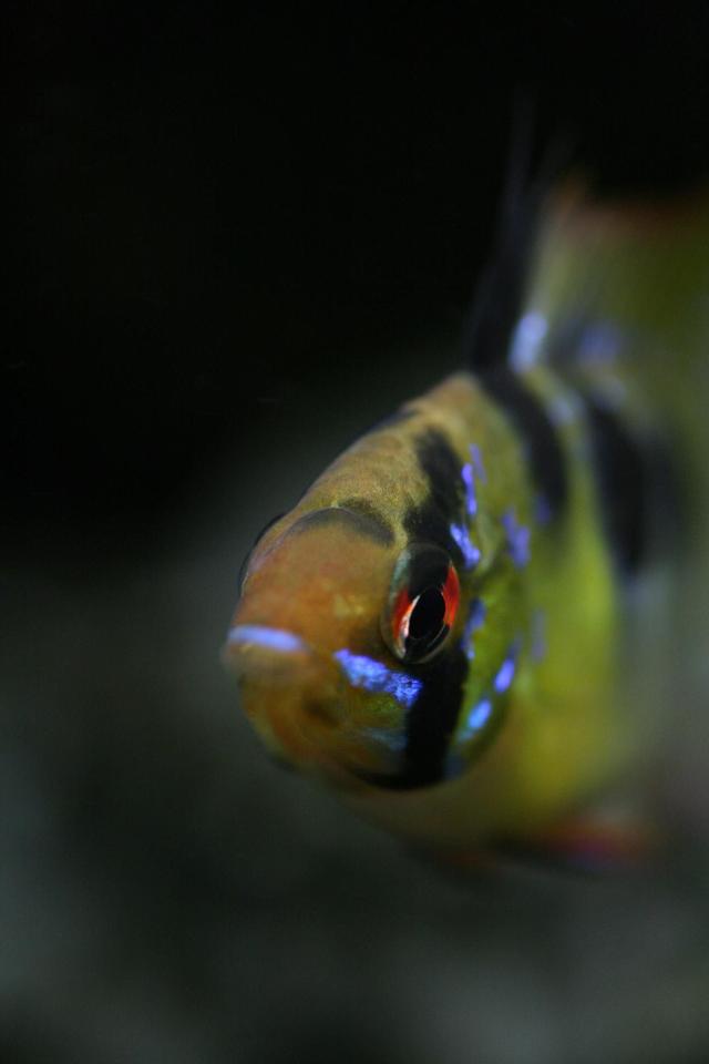 freshwater fish - papiliochromis ramirezi - german blue ram stocking in 40 gallons tank - German Ram