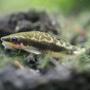 freshwater fish - otocinclus sp. - otocinclus catfish stocking in 40 gallons tank - Otocinclus