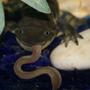 corals inverts - ambystoma tigrinum - tiger salamander stocking in 75 gallons tank - tiger salamander with night crawler