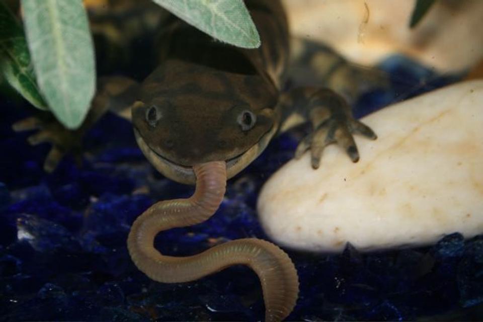 corals inverts - ambystoma tigrinum - tiger salamander stocking in 75 gallons tank - tiger salamander with night crawler