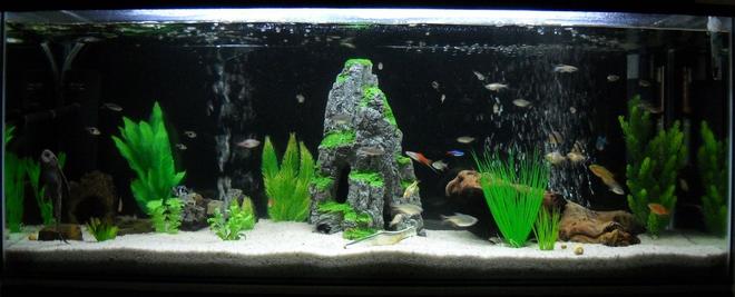 65 gallons freshwater fish tank (mostly fish and non-living decorations) - My 250L Community tank