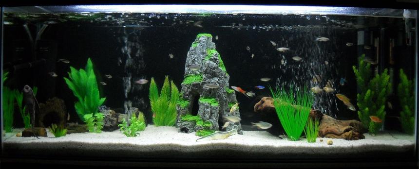 Rated #88: 65 Gallons Freshwater Fish Tank - My 250L Community tank