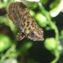 freshwater fish - ctenopoma acutirostre - leopard ctenopoma stocking in 75 gallons tank - leaf fish