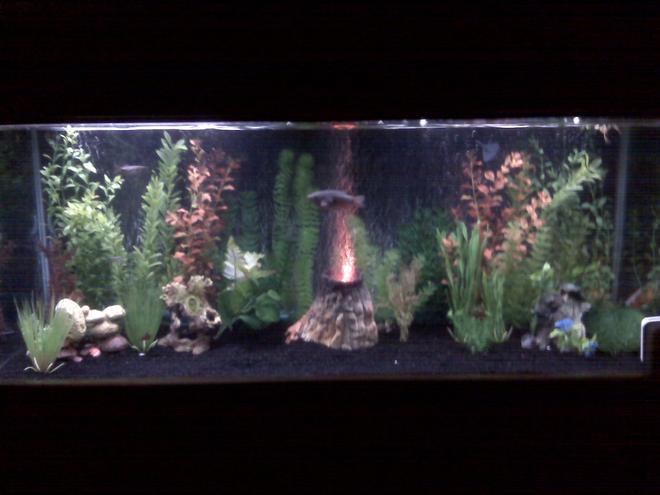 55 gallons freshwater fish tank (mostly fish and non-living decorations) - My 55 gal freshwater tank