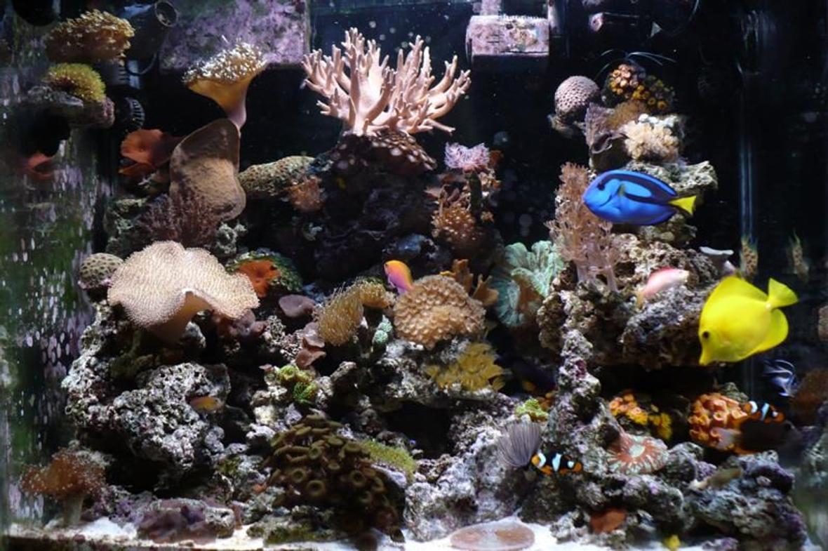 90 gallons reef tank (mostly live coral and fish) - Now 90 from the 30 gallon 9 months and doing well, Pictures taken with Panasonic Lumix DCM