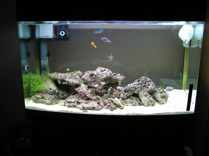 Rated #15: 42 Gallons Saltwater Fish Tank - 2 Blue Green Chromis, 2 Clown, 2 Kaudern's Cardinals, sea star, stromb snail and hermit crabs