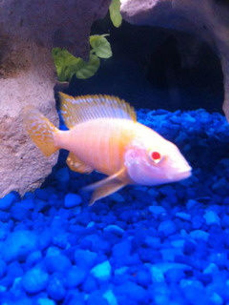 Rated #138: Freshwater Fish - Aulonocara Sp. - Albino Peacock Cichlid Stocking In 55 Gallons Tank - My Albino Peacock