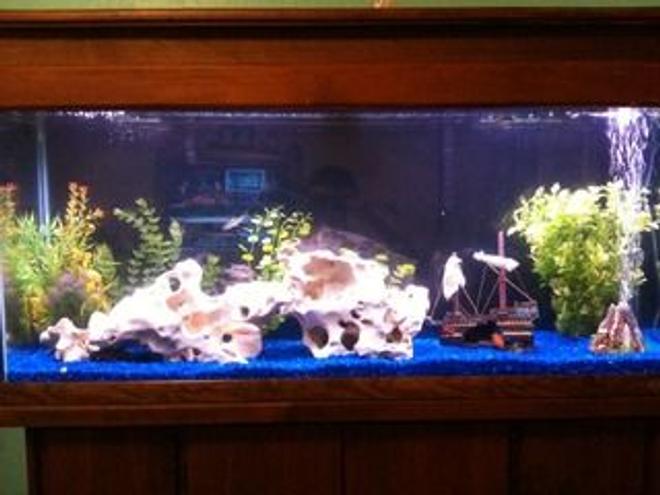 55 gallons freshwater fish tank (mostly fish and non-living decorations) - My 55 Gallon