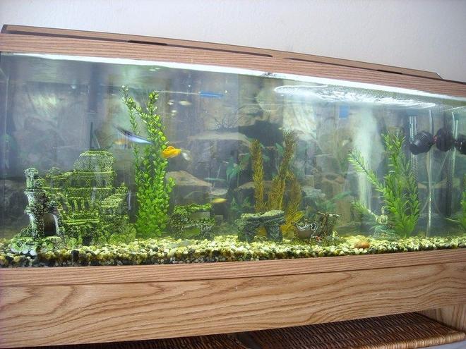 50 gallons freshwater fish tank (mostly fish and non-living decorations) - ..