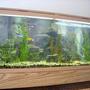 50 gallons freshwater fish tank (mostly fish and non-living decorations) - ..