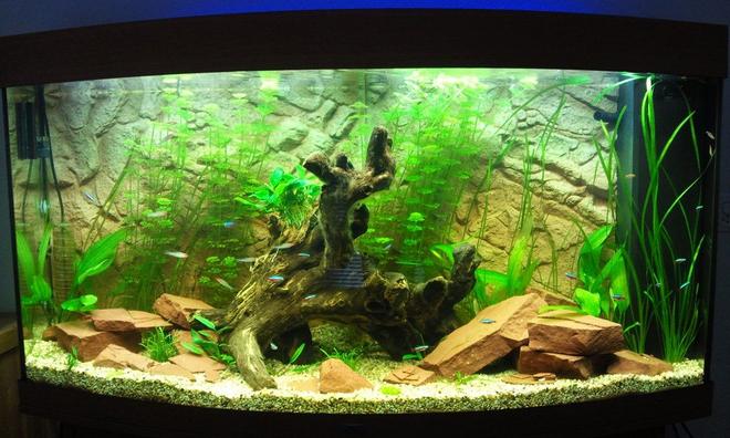 68 gallons planted tank (mostly live plants and fish) - my tank after 1 month