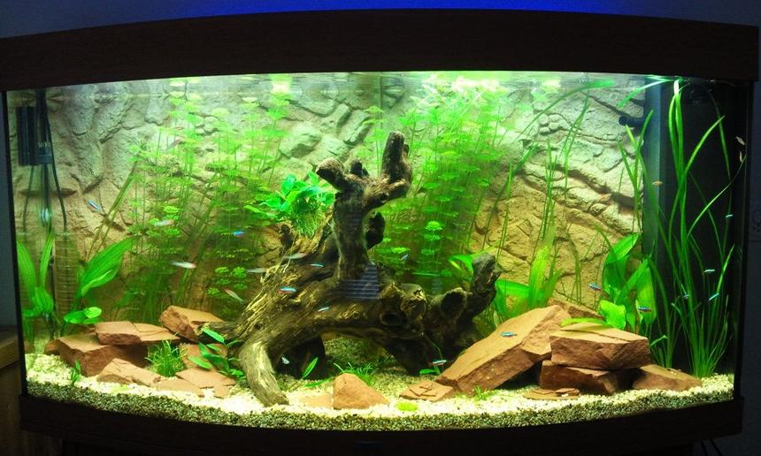 Rated #94: 68 Gallons Planted Tank - my tank after 1 month