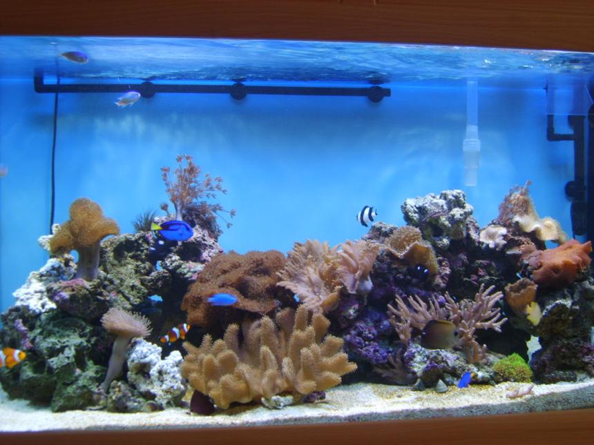 Rated #43: 100 Gallons Reef Tank - my pride and joy