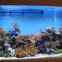 100 gallons reef tank (mostly live coral and fish) - my pride and joy