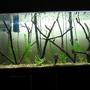 75 gallons planted tank (mostly live plants and fish) - flooded forest