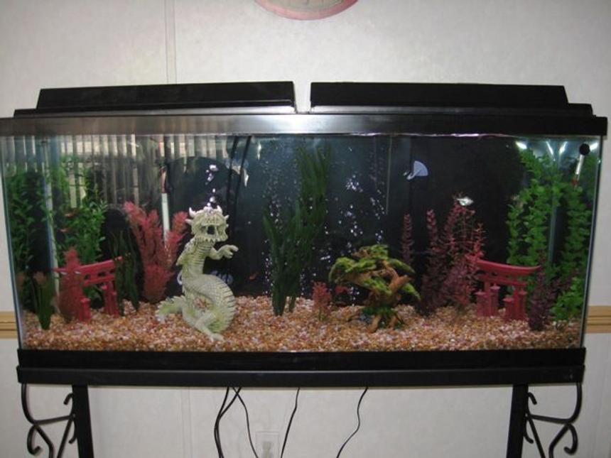 Rated #303: 55 Gallons Freshwater Fish Tank - very cool