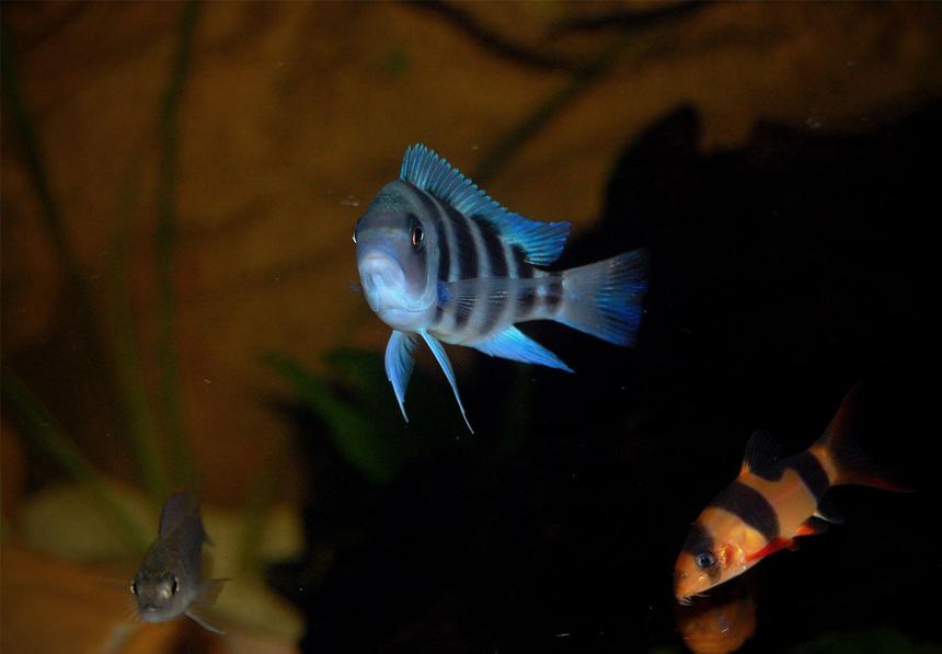 Rated #17: Freshwater Fish - Cyphotilapia Frontosa - Frontosa Cichlid Stocking In 120 Gallons Tank - F1 Kipili Juvie, 6cm. Frontosa.