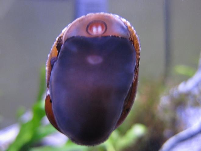 corals inverts - nerita sp. - nerite snail stocking in 16 gallons tank - Freshwater Tracked Nerite Snail