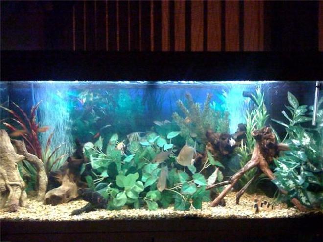48 gallons freshwater fish tank (mostly fish and non-living decorations) - My fish tank. My plec and pictus have moved the plants around to create a hiding space.