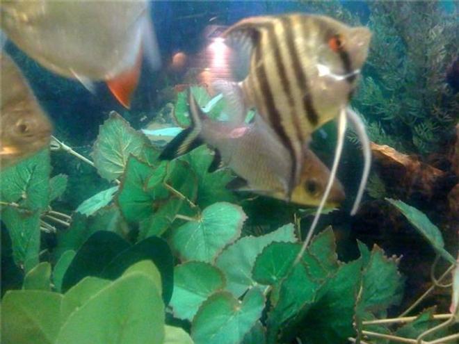 freshwater fish - bala shark stocking in 48 gallons tank - A close up of my Bala Shark, a common angel and silver dollars