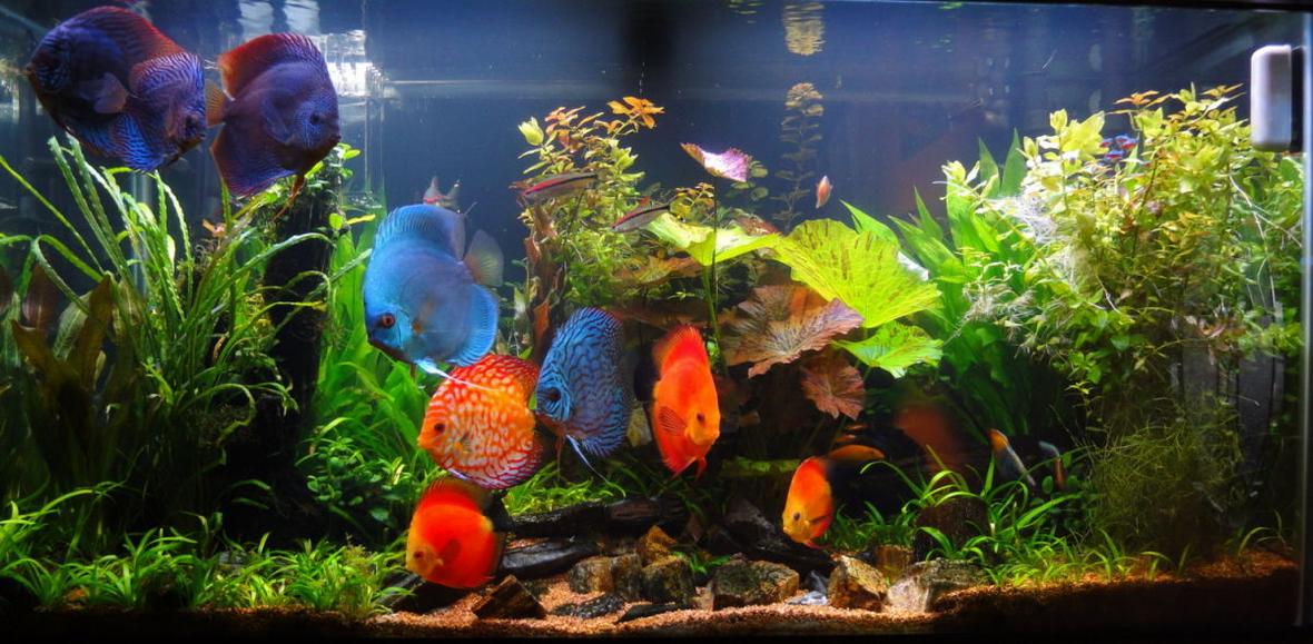 90 gallons planted tank (mostly live plants and fish) - main pic 3-21-2010