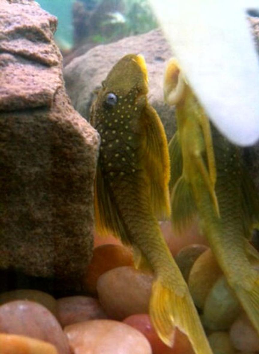 Rated #55: Freshwater Fish - Ancistrinae Sp. - Lemon Spotted Green Pleco (l200) Stocking In 60 Gallons Tank - L200 lemon spotted pleco