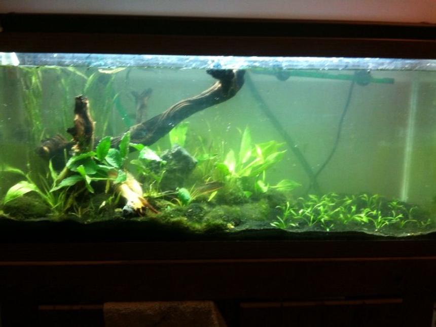 Rated #183: 30 Gallons Planted Tank - 30 gallon planted